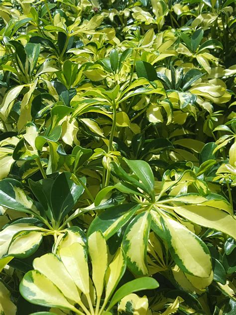 The schefflera gold capella is a timeless and beloved plant for the home, office or hotel. Gold Capella Umbrella Shrub (schefflera arboricola) - Urban Tropicals