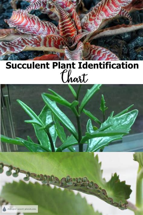 The reason they still look the same is that this cactus needs a lot of light to grow , temperatures that do not drop below 10? Succulent Identification Chart - find your unknown plant ...