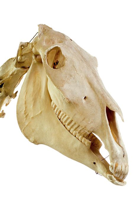 Horse Skull Photograph By Daniel Sambrausscience Photo Library Fine