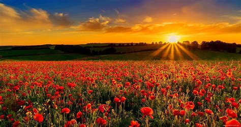 Sunsets Field Flowers Rays Poppies Sky Nature Beautiful Summer Poppy