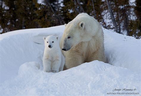 Polar Bear Mother And Cubs Photography
