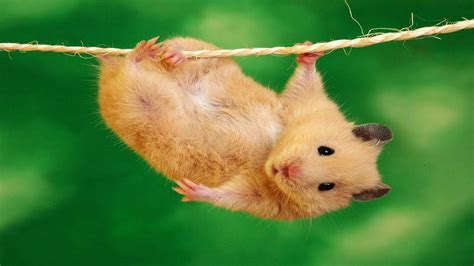 Download Hanging Hamster Meme Wallpaper Wallpapers Com