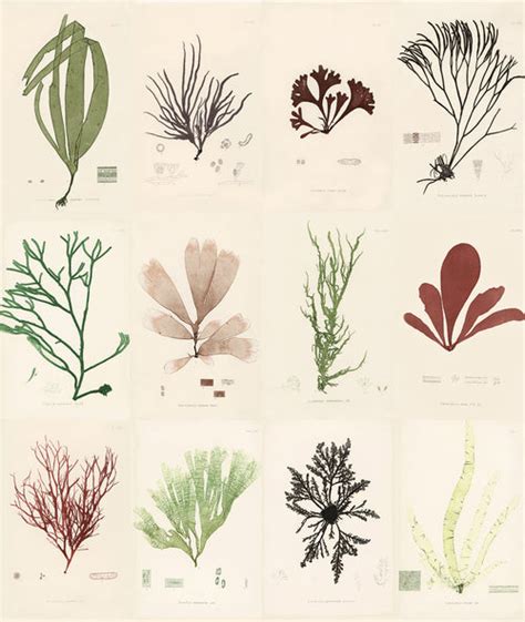 Sea Plants — John Derian Company Inc