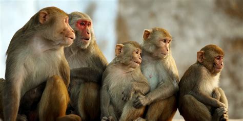 Dieting Monkeys Reveal That Low Calorie Living May Be The Key To A Long