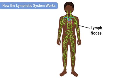 How The Lymphatic System Works Youtube