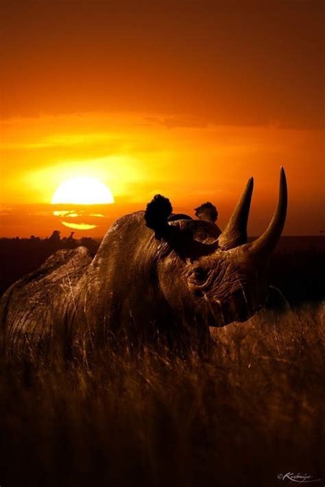 Rhino At Sunset Animals Beautiful Animals Wildlife Photography