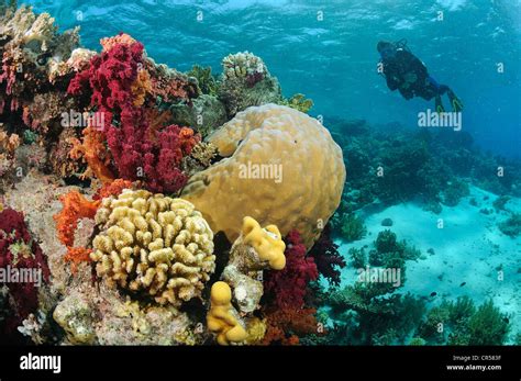 Egypt Red Sea A Coral Reef Stock Photo Alamy