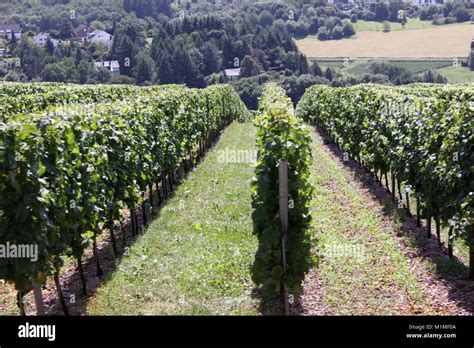 Riesling Vines Mosel Valley Rhineland Trier Germany Stock Photo Alamy