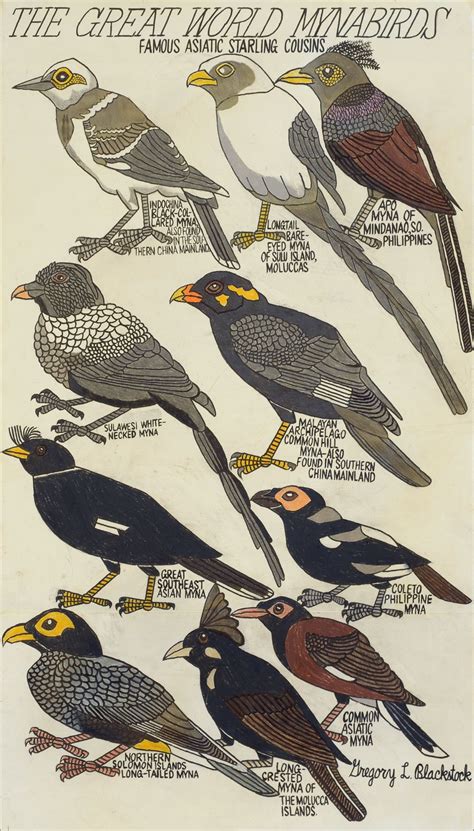 Gregory Blackstock Bird Illustration Birds Bird Boxes