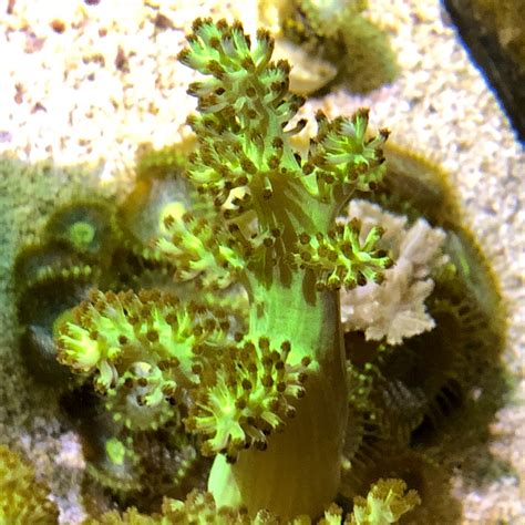 Soft Corals For Your Reef Capnella Sp