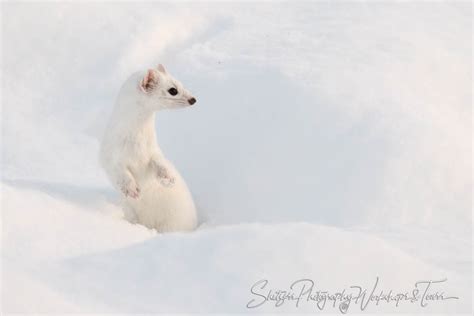 Fun Ermine Picture From Yellowstone Shetzers Photography