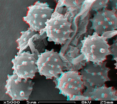 Check spelling or type a new query. File:Puffball spores in SEM stereoscopic, magnification ...