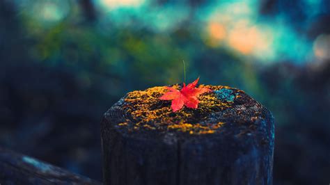 Red Leaf On Tree Trunk In Colorful Blur Bokeh Background Hd Nature