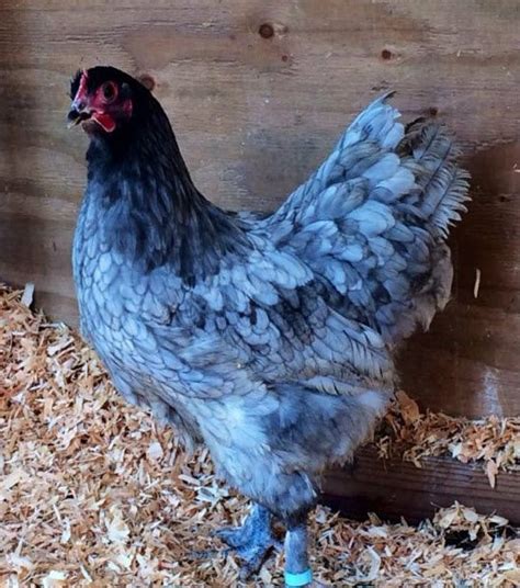 The Sapphire Gem Chicken What You Need To Know