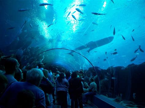 The Georgia Aquarium Usa The Most Beautiful Aquariums In The World
