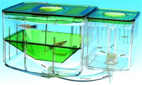 Hatch Guppy Baby Fish Separate Box Double Set Aquarium Small Fish