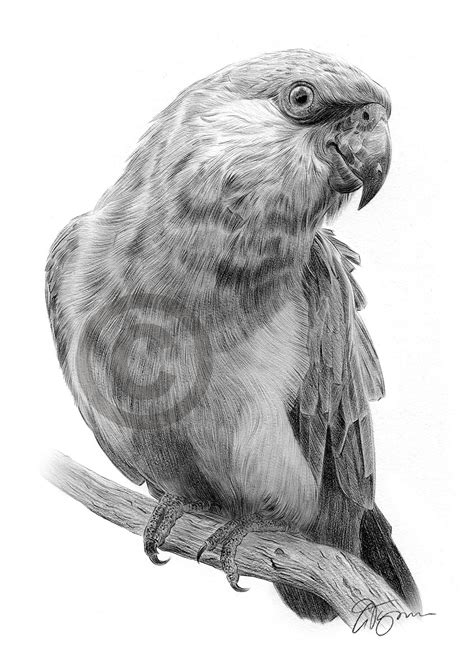 Bird Parrot Pencil Graphite Print A4 A3 Signed By Artist Animals