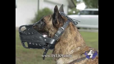 Israeli Special Tactics K9 Real Experience Real Training Youtube