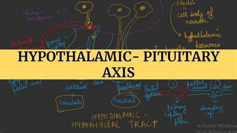 Hypothalamic Pituitary Axis I Endocrine Physiology Youtube