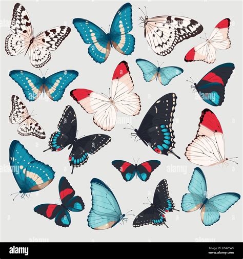 Collection Of Butterflies Stock Vector Image And Art Alamy