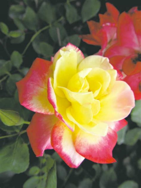 Gardening Roses Are Red And Tri Coloured Too Winnipeg Free Press