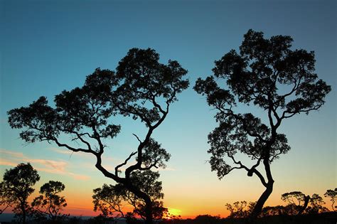 Sunset Tropical Tree Savanna Bolivia Photograph By Dirk Ercken Fine