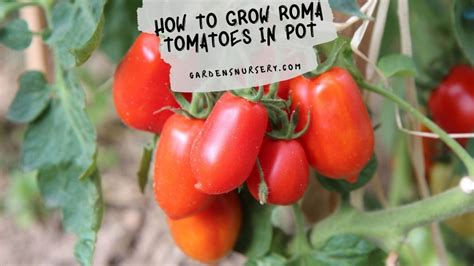 How To Grow Roma Tomatoes In Pot Gardens Nursery