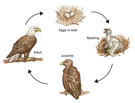 Blog About Life Cycle Of An Eagle
