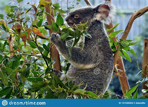 Cute Koala Is Sitting On A Tree Branch Eucalyptus Stock