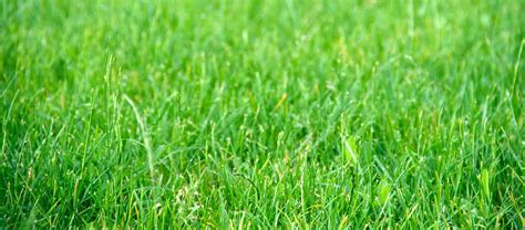 White Tips On Grass After Fertilizer Mycoffeepotorg