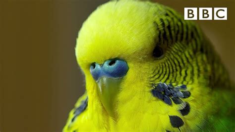 Meet Disco The Incredible Talking Budgie Pets Wild At Heart Bbc