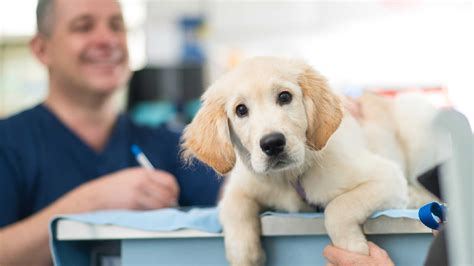 Schapwe took great care of our ella. Great Pet Offers in Bristol | Clifton Vets - Clifton Vet