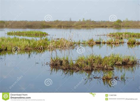 Spring Floodplain Meadow Flooded With A River Stock Photo Image Of