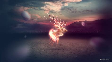 Deer Full Hd Wallpaper And Background Image 2560x1440 Id546301