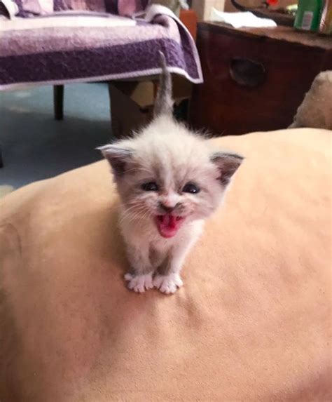 Foster Kitty Gives The Cutest Smile During A Photoshoot And It Takes