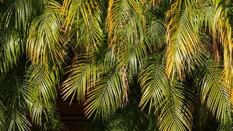 Exotic Jungle Rainforest Tropical Atmosphere Palm Fresh Juicy Frond