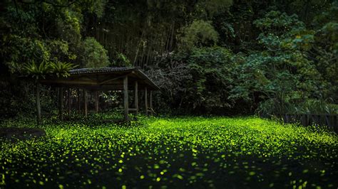 The Firefly Forest Forest Picture Firefly