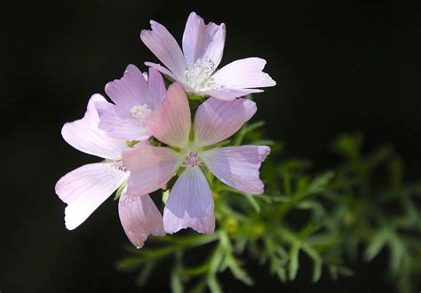 Mallow Flower Pink Free Photo On Pixabay Pixabay