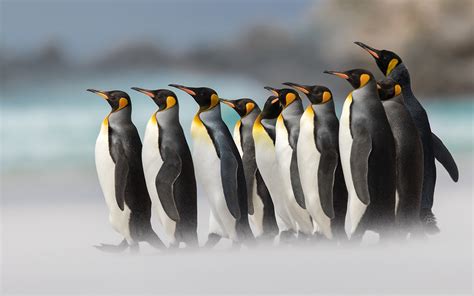 51 King Penguin Wallpaper Wallpapersafari