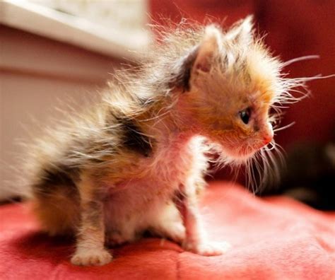 15 Really Cute Kittens 12 Kitty Bloger