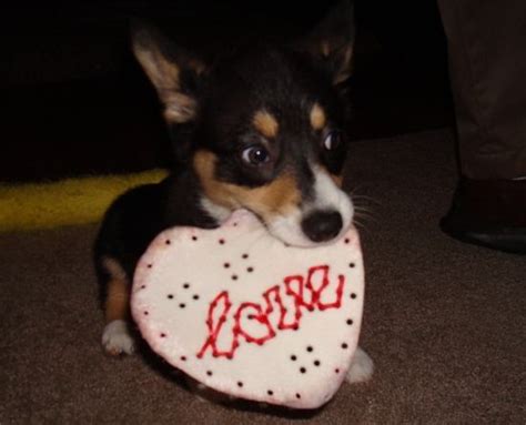38 Best Images About Corgi Valentines On Pinterest Valentines Copper And Valentines Day Date