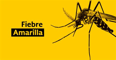 La fiebre amarilla debe su nombre a dos de los síntomas más frecuentes de la enfermedad: ONU reporta primer caso de fiebre amarilla en Venezuela en ...