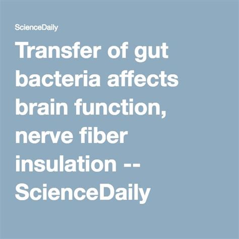 Transfer Of Gut Bacteria Affects Brain Function Nerve Fiber Insulation