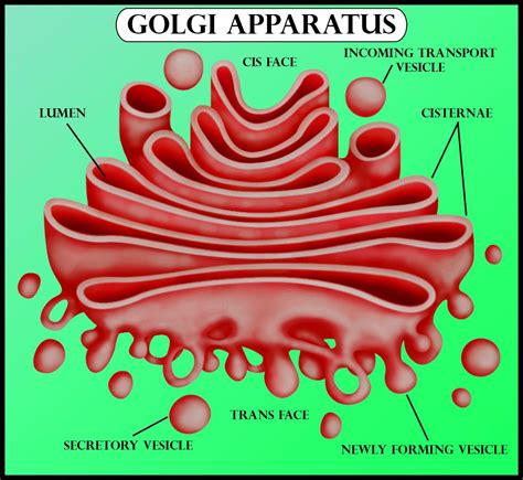 Golgi Apparatus Structure And Function With Diagram