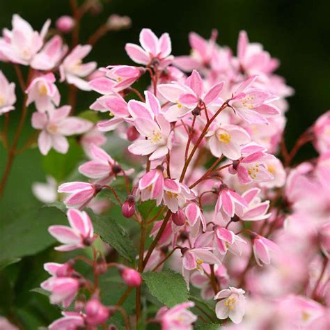 Deutzia Yuki Cherry Blossom Verdena 💚 Magzinul Tau De Plante 💚