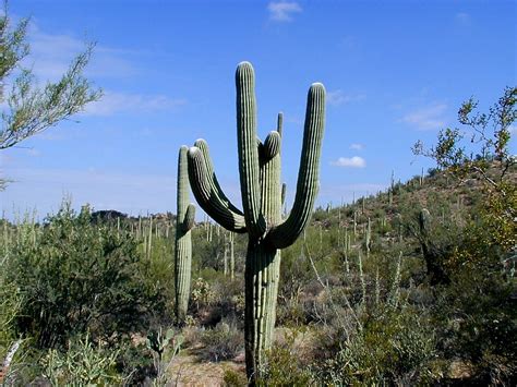 Giant Saguaro Cactus In Saguaro National Park Arizona Image Free