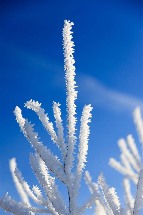 Hoar Frost On Branches Free Stock Photo Public Domain Pictures