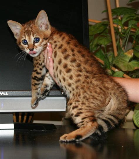 Are Savannah Cats Dangerous To Humans Cat Meme Stock Pictures And Photos