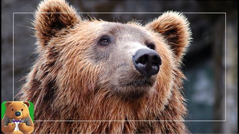 Discover 10 Fascinating Facts About Kodiak Bears Youtube
