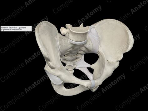 Anterior Sacroiliac Ligament Complete Anatomy